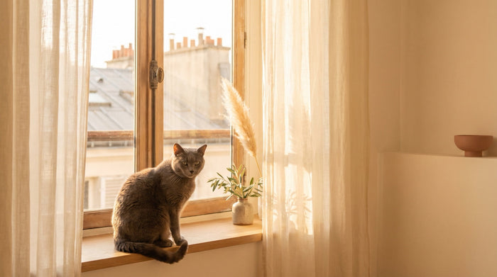 Votre chat reste seul 8 h par jour ? Voici comment l'occuper (vraiment)